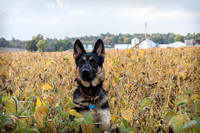 Pickens Pups